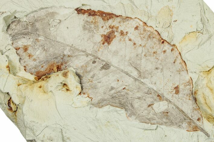 Miocene Fossil Leaf (Rosa?) - Augsburg, Germany #254128